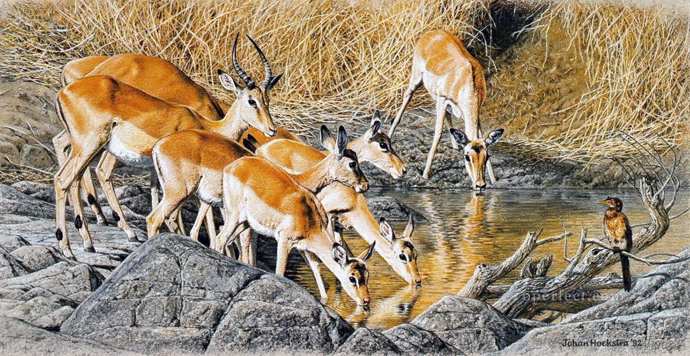 boire des impalas Peintures à l'huile